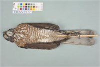鳳頭蒼鷹藏品圖，第3張